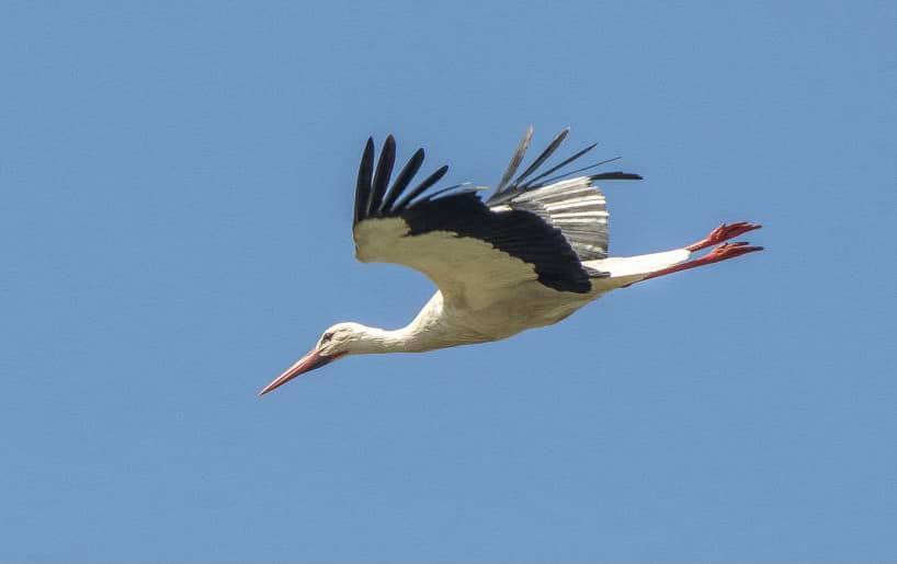 cigogne blanche en visite proche d’Englancourt