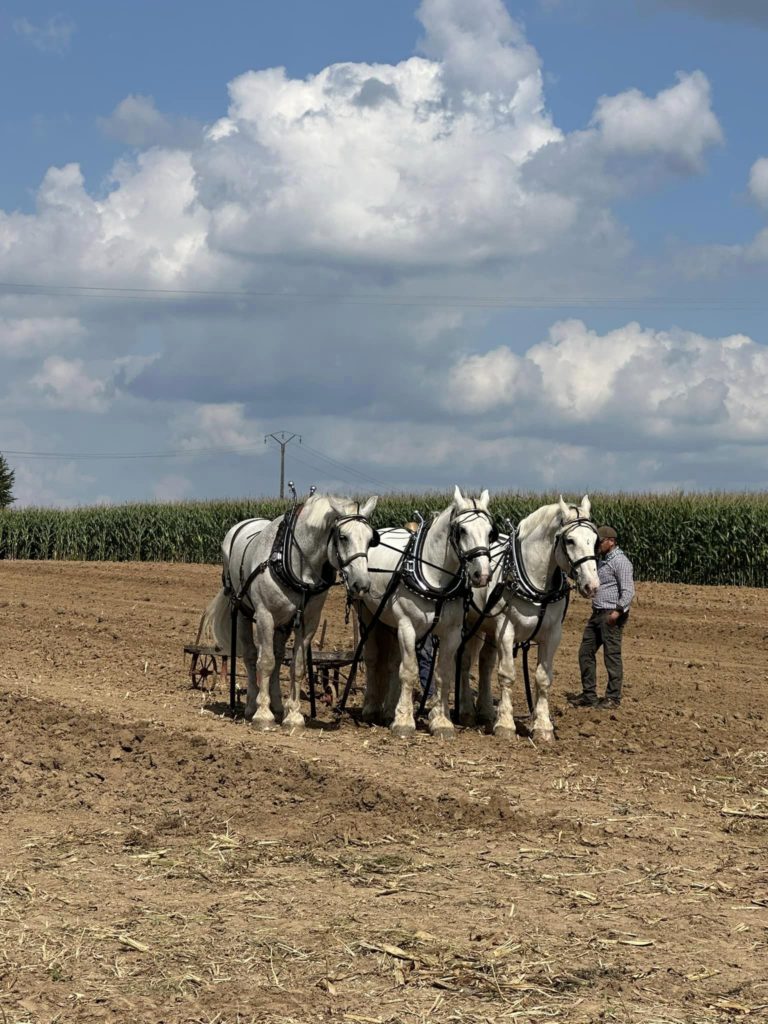 La Neuville les Dorengt / Thiérache / HDF