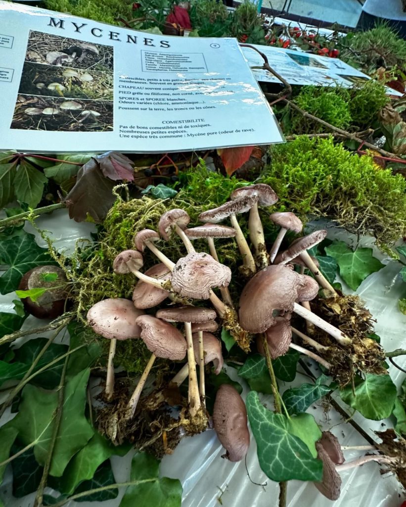 Salon du champignon à Guise