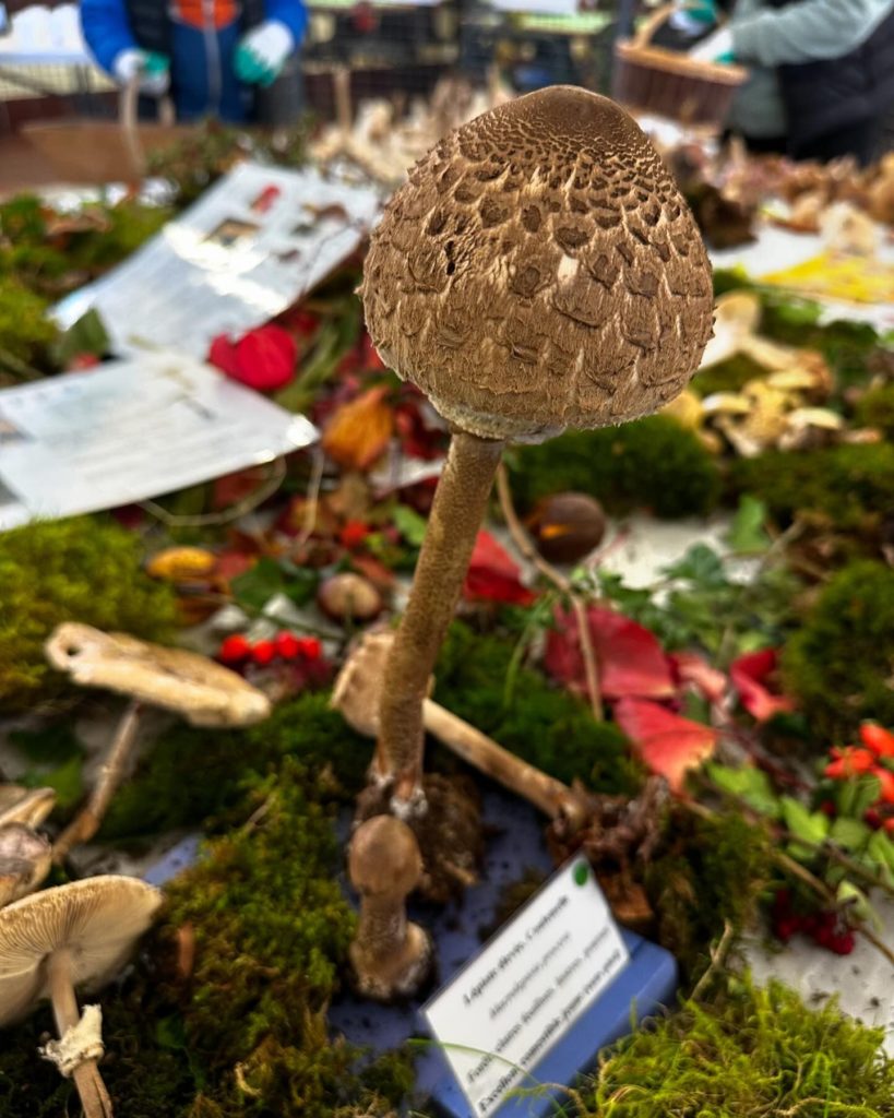 Salon du champignon à Guise