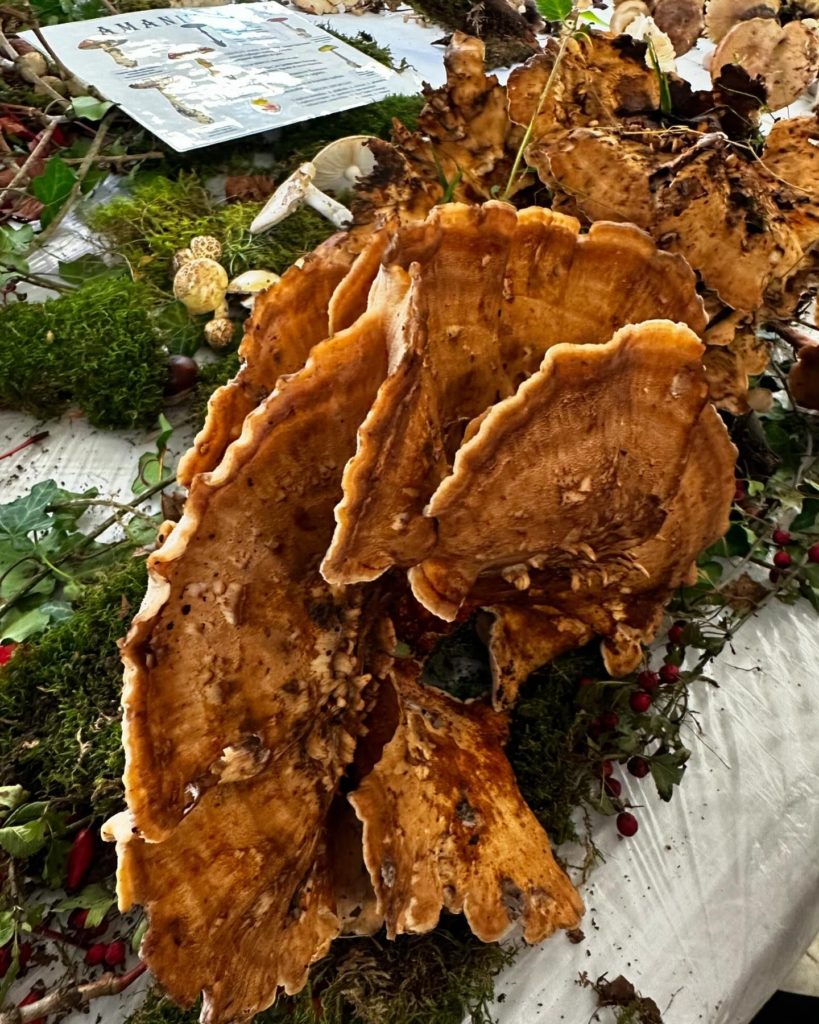 Salon du champignon à Guise