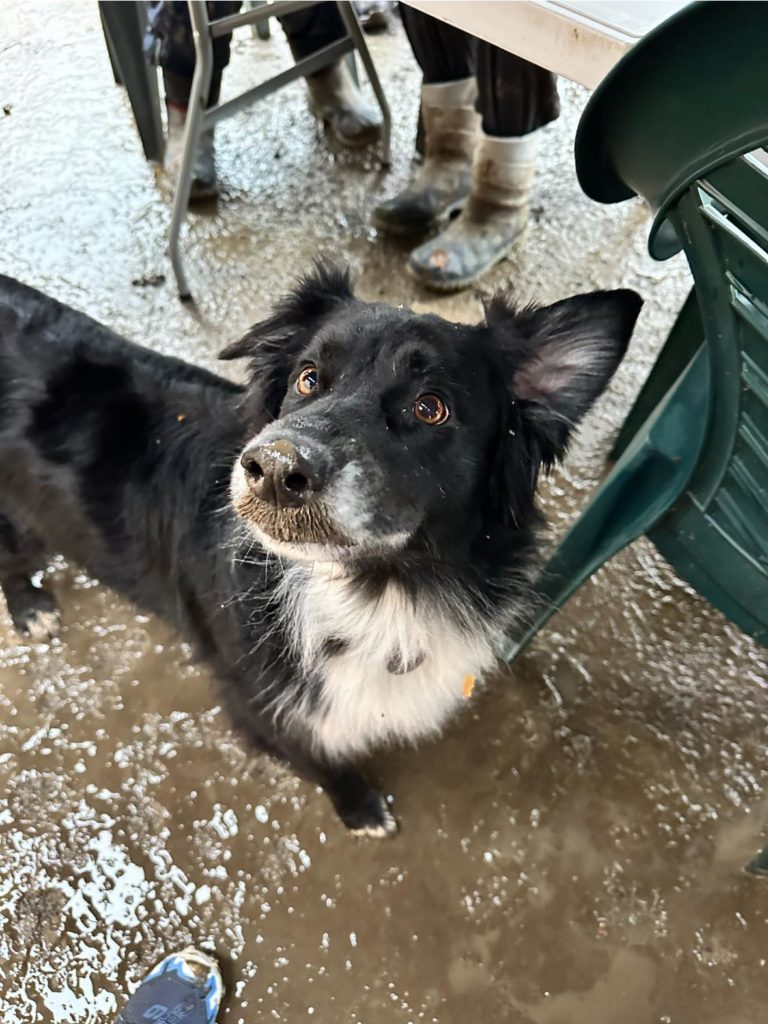 Club Canin de la Haie des Copelins